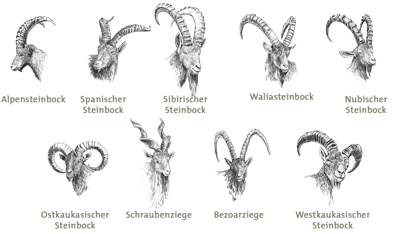 steinbockArten